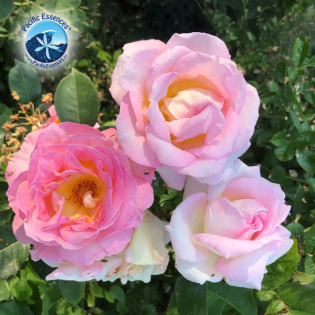 Sorge für dein Herz und verliebe dich in dein Leben