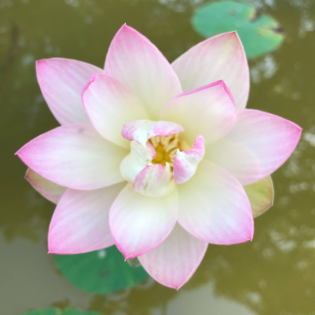 Verschiedene Affirmationen mit Schwerpunkt: Ich bin gut.