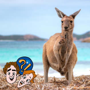 Kacken Känguru-Babys in den Beutel?