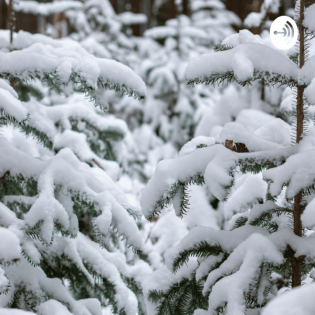 Die Geschichte des Weihnachtsbaumes
