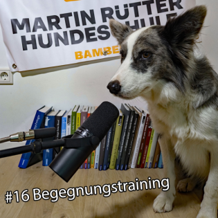 Episode 16: Begegnungstraining