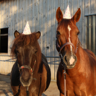 #52 Geburtstagsfolge die Zweite