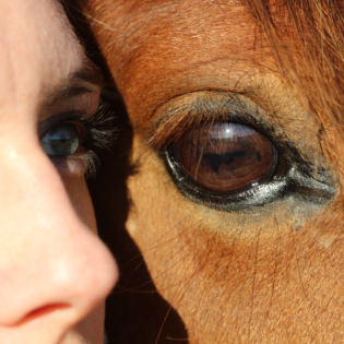 #80 Psychologie für ReiterInnen