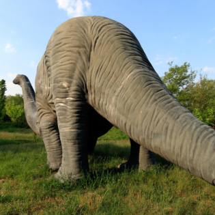 Die Tierdocs: Dino gewinnt nie