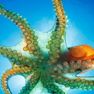 Die Tierdocs: Krake spielt Klavier