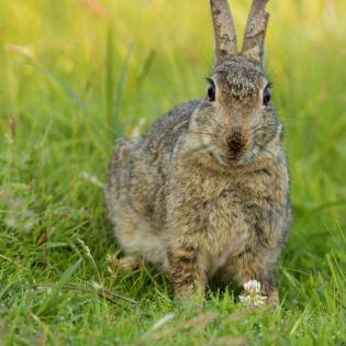 Die Tierdocs: Hase ist aggressiv