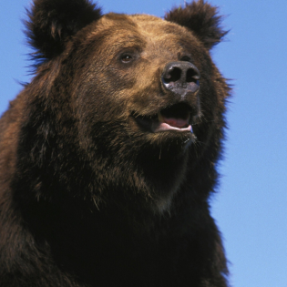 Die Tierdocs: Bär kann fliegen