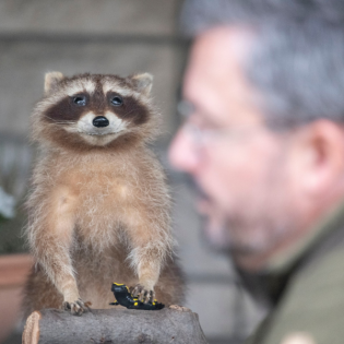 Wenn der Waschbär anfängt, dummes Zeug zu reden