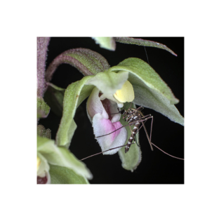 Horchidee | Purpur-Ständelwurz