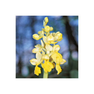 Horchidee | Bleiches Knabenkraut