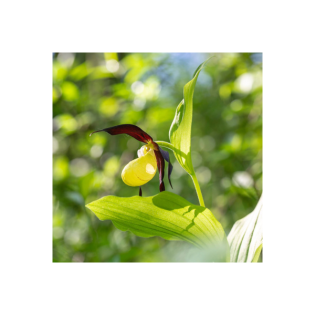 Horchidee | Frauenschuh