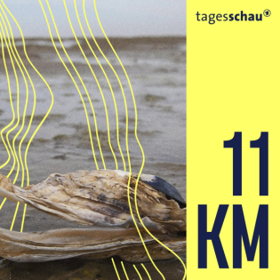 Filter der Ozeane: Austern in Gefahr