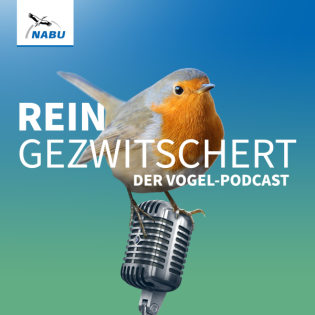 #44 – Möwen: Willkommen bei Baywatch