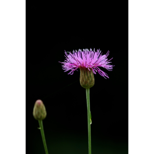 8. Sonntag nach Trinitatis (10.8.2025)