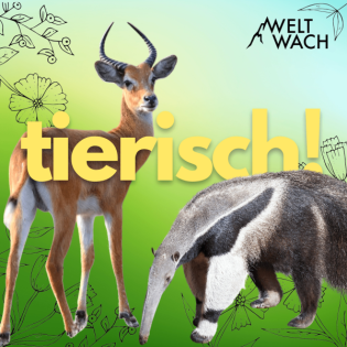 #96: Bestandsaufnahme! Wie finden wir heraus, welche Tierarten wo leben?