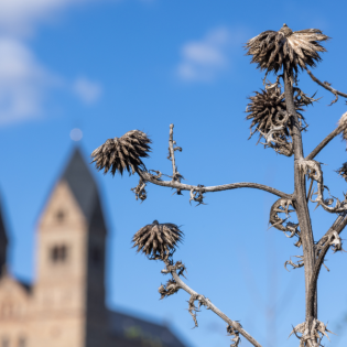 Gedanken am frühen Morgen - Fröhliches Herz