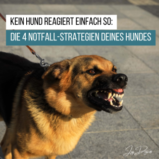 Kein Hund reagiert einfach so: Die 4 Notfall-Strategien deines Hundes.