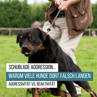 Schublade Aggression: Warum viele Hunde dort falsch landen | Aggressivität vs. Reaktivität