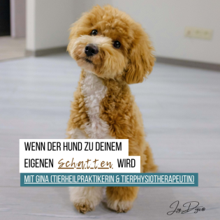 Wenn dein Hund zu deinem Schatten wird