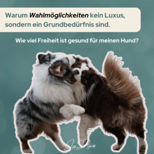 Wie viel Freiheit ist für meinen Hund gesund?