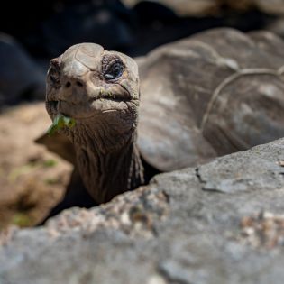 Sebastian Lehmann Elternzeit (371) Schildi