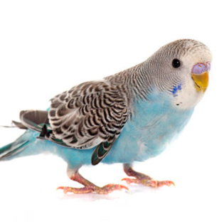 #48 Hausduchsuchung wegen Wellensittich