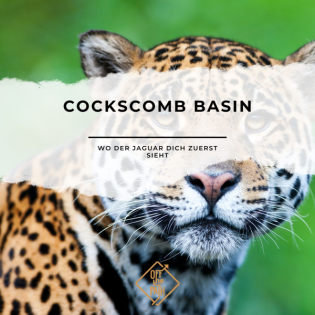 Cockscomb Basin - wo der Jaguar dich zuerst sieht