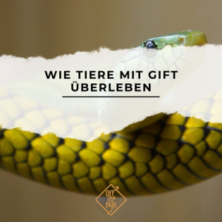 Wie Tiere mit Gift überleben