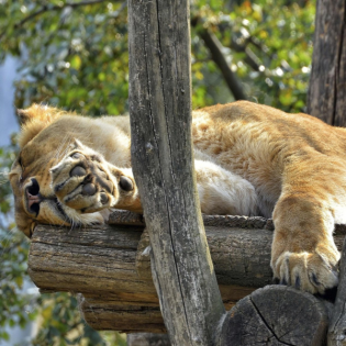 E012 - Tief im Dschungel da ruft die Trommel - die Löwen schlafen am Wochenende