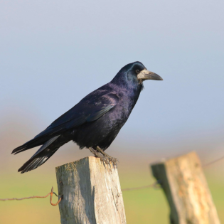 Landwirte in Sachsen-Anhalt fordern Abschuss von Saatkrähen