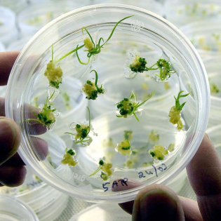 Positives Fazit: 25 Jahre Biotechnologie-Förderung Sachsen