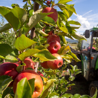 Wer übernimmt den Hof?