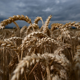 Getreideernte: Mitteldeutschland kommt gut weg