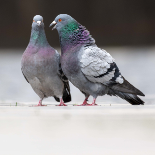 Was tun gegen die Tauben-Plage in Städten?