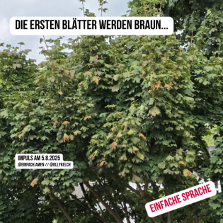 Die ersten Blätter werden braun... (5.8.2025)