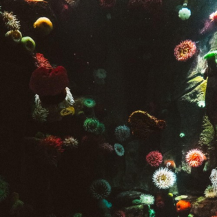 Die Zukunft des Meeres (2/3): Die Rohstoffe