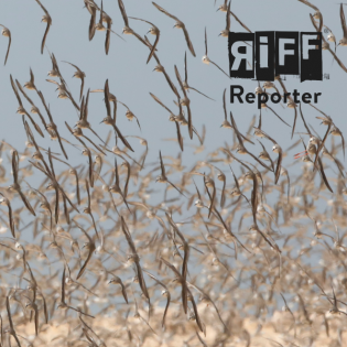 Verlernen Vögel in den Süden zu ziehen, Thomas Krumenacker?