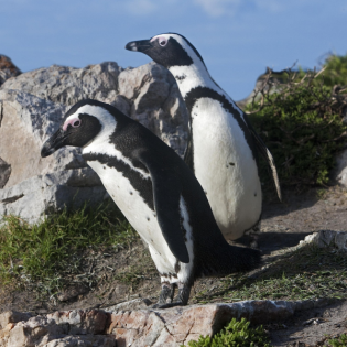 Vom Aussterben bedroht: Wie Südafrika um seine Pinguine kämpft