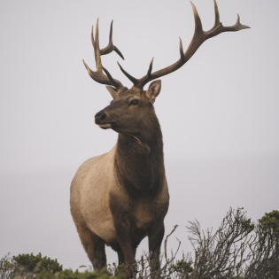 Hubertus hilft staunen (Dr. Andreas Lange, Frank Schreiber)