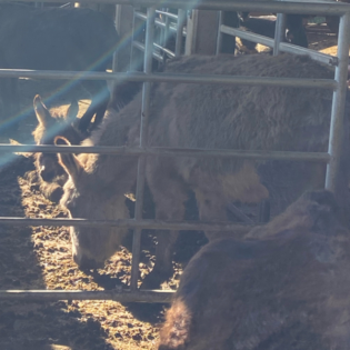 𝟐𝟕𝟔#🟣🫏Esel-Talk🫏🟣