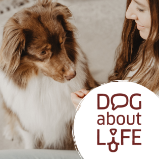 Wohin mit dem Hund?! Über Trennung, Scheidung & den Todesfall