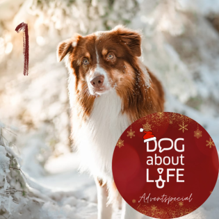 Intuition im Hundetraining - eine Entzauberung