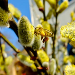 Frühlingssummen - wenn die Bienen wieder fliegen