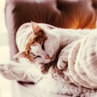 Heimtier Podcast: Themenwelt Allergiker & spezielle Bedürfnisse