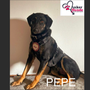 Tierschutz-Hund trifft Kinder: Tipps für einen harmonischen Einzug