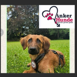 Neuzugang! So gelingt die Zusammenführung mit dem Zweithund