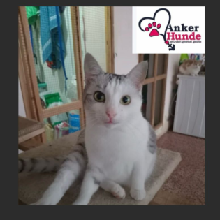 "Freunde auf vier Pfoten" Hunde und Katzen erfolgreich zusammenführen!