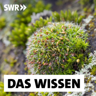 Wunderpflanze Moos – Vom Evolutionsbooster zum Luftreiniger