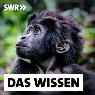 Ugandas Berggorillas – Artenschutz durch Tourismus?