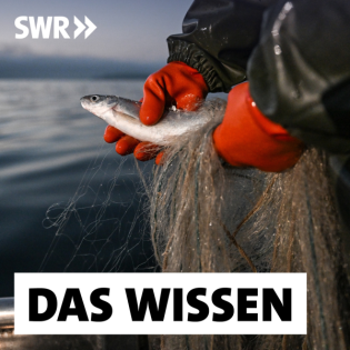 Ist der Bodensee zu sauber? – Wenn es den Felchen an Nahrung fehlt